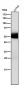 Anti-Lck Monoclonal Antibody